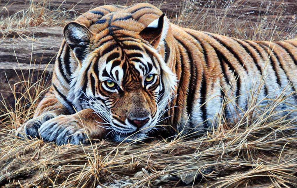 Фотообои Уссурийский тигр