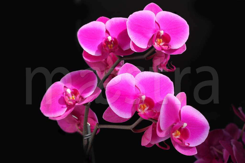 Фотообои 3д розовая орхидея на темном фоне