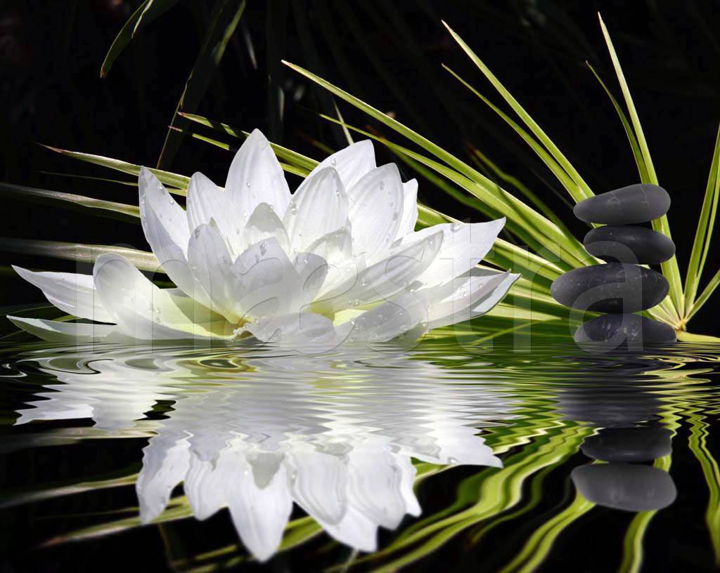 Фотообои Крупный белый цветок на черном фоне